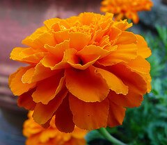 Marigolds in Full Bloom