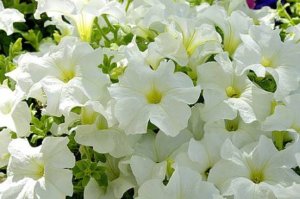 Annuals flowers white