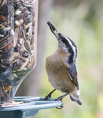 A Hanging Bird Feeder