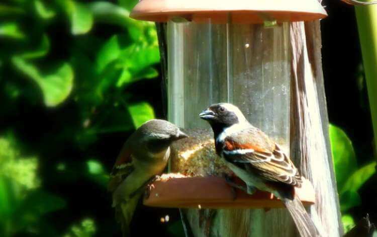 Bird feeders