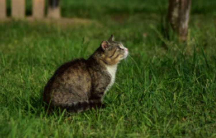 Cat in yard