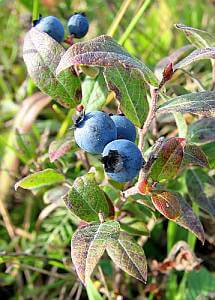 Fertilizers for blueberry