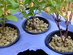 Rockwool used a hydroponic growing medium