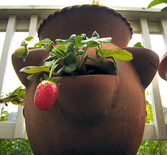 Strawberry pot