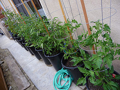 Tomatoes in pots