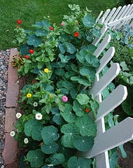 Wooden pickets for yard edging
