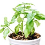 How to Care for Basil Plant: The Complete Guide